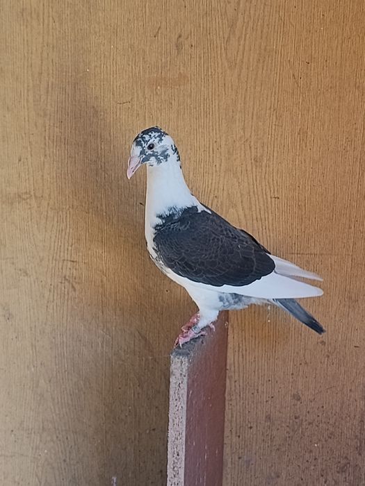 Sprzedam młode gołębie