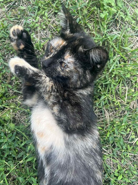 słodki kotek szuka domu