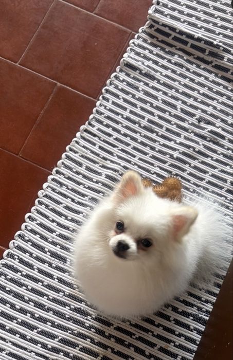 Spitz Alemao (lulu da pomeranea)