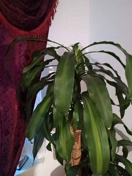 Duży kwiat na sprzedaż