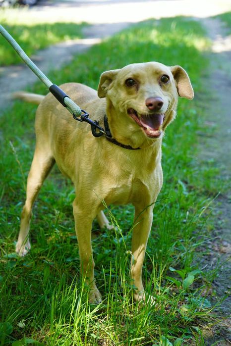 Nancy 2 suczka do adopcji  mała