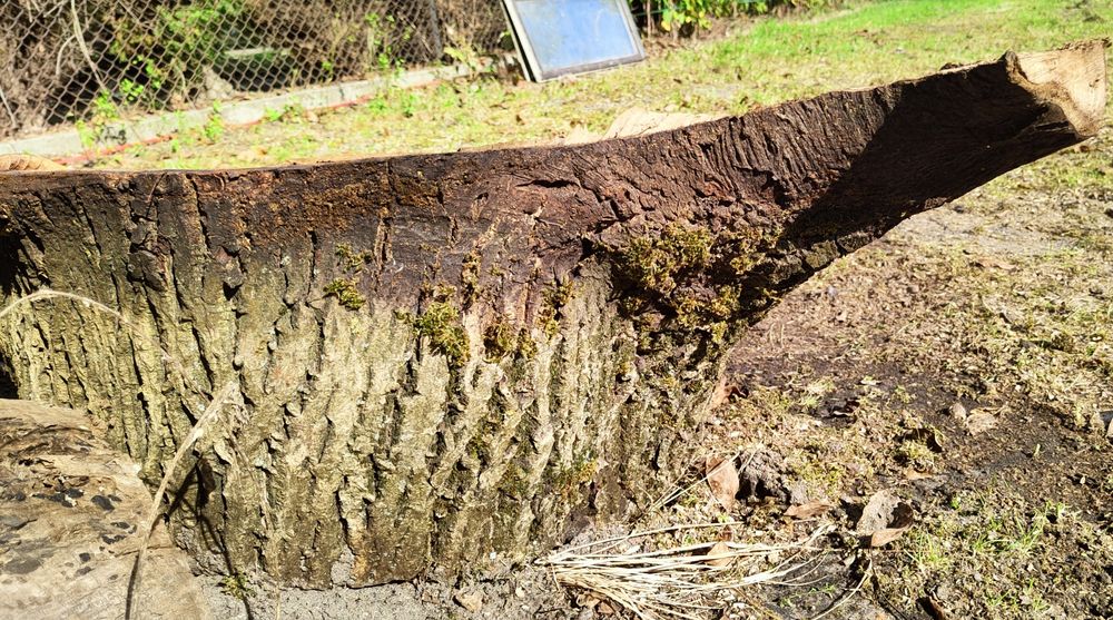 Drewno orzecha włoskiego ODZIOMEK