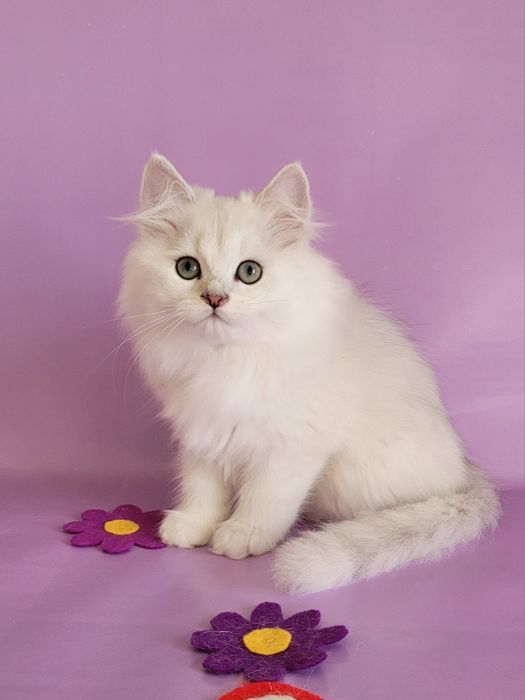 Британські кошенята срібляста шиншила