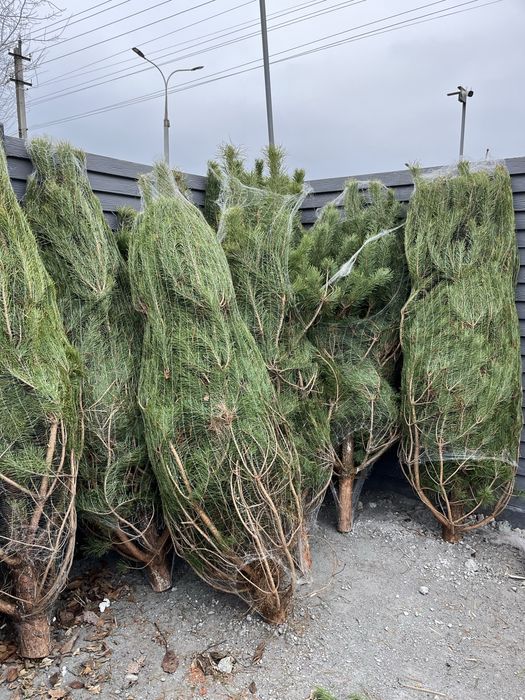 Ялинка , живая елка, пишная елка , сосна , ялинка кримка ёлка