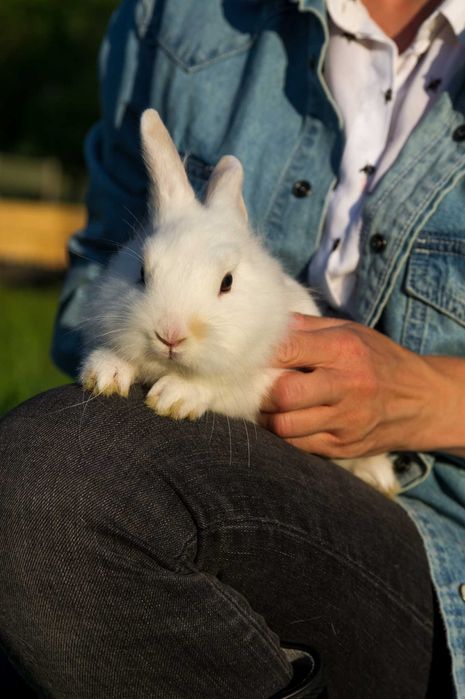 króliki lewki - miniaturki lwie