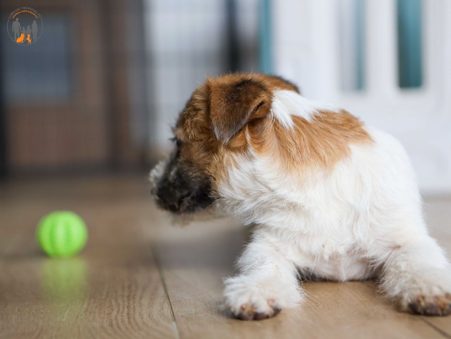 Jack Russell Terrier ZKwP FCI suczka rezerwacja
