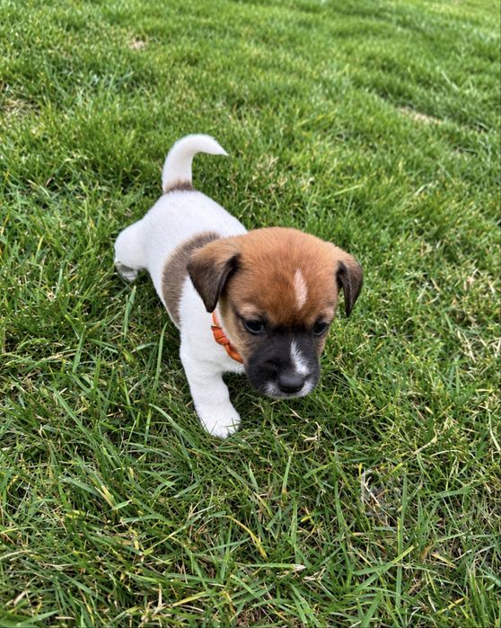 Jack Russell Terrier