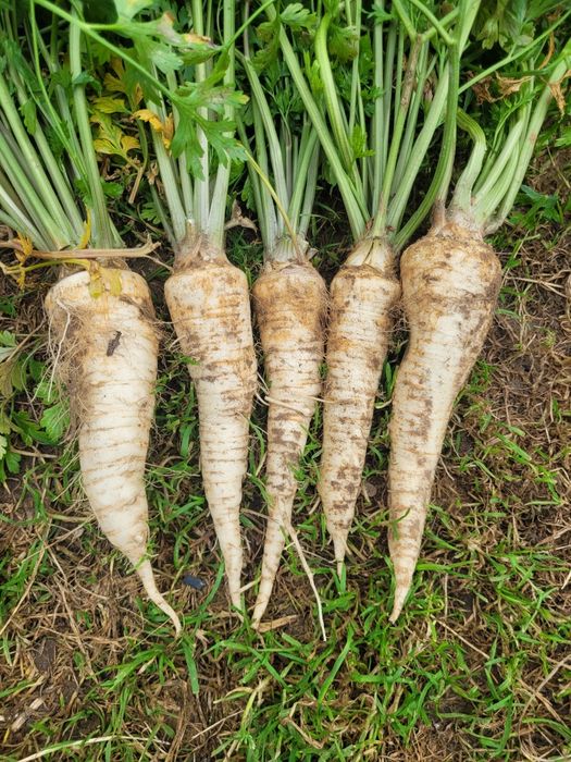 Sprzedam pietruszkę