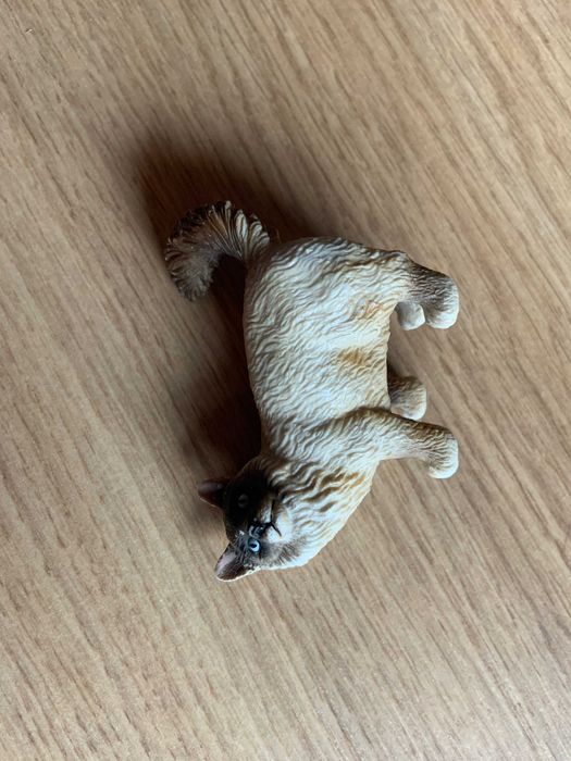 Kot Birmański Stojący