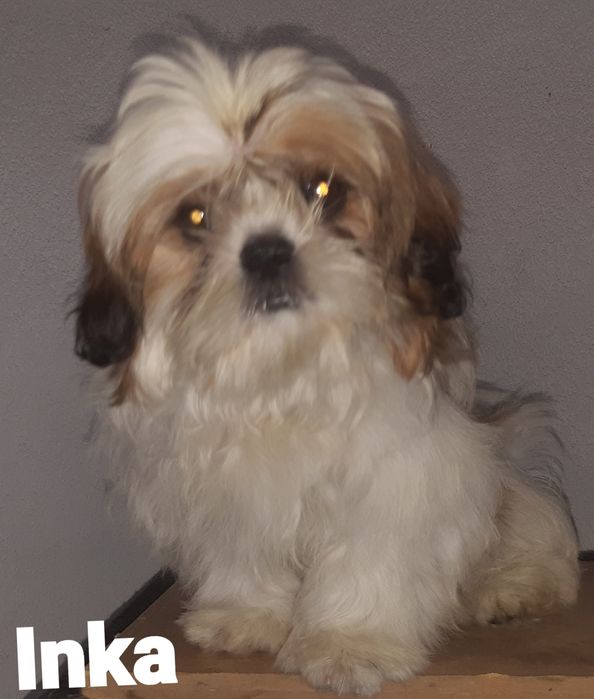 Shih-tzu sunia Inka Green House