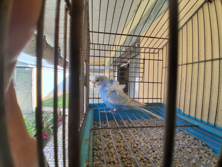 Periquito hagoromo macho