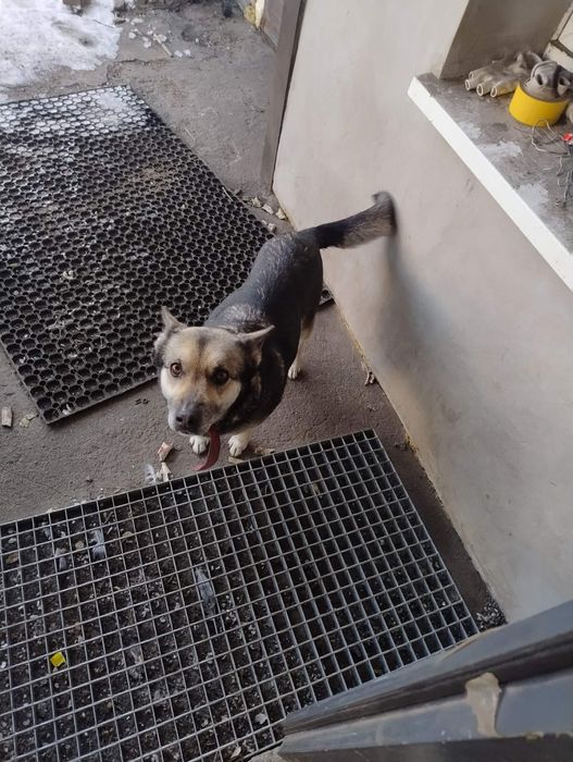 Pieski za darmo oddam