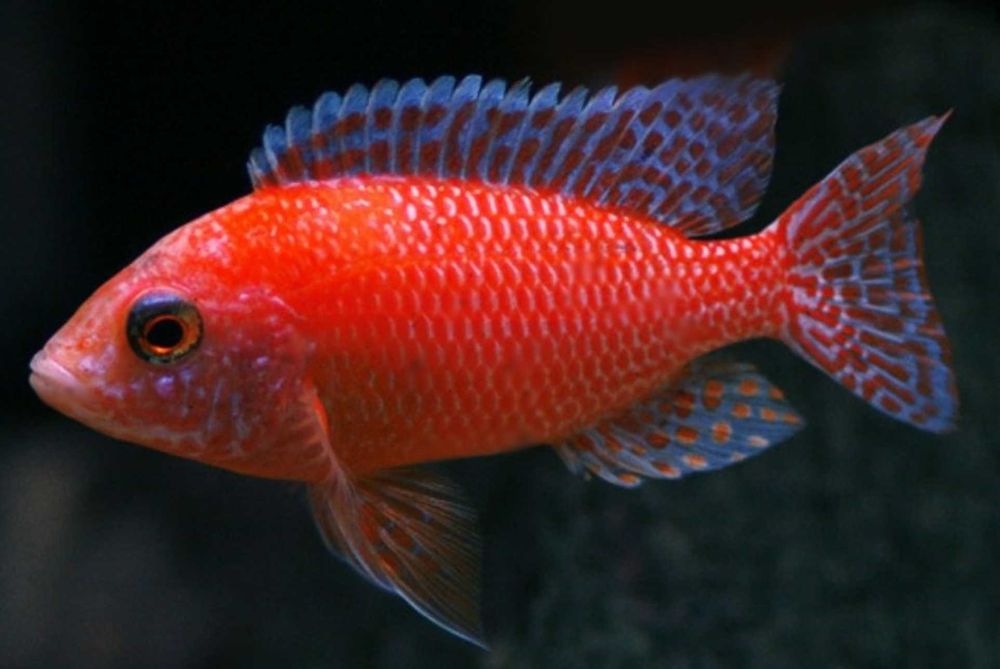 Aulonocara Fire Fish - SAMCE XXL - 10CM - Pyszczaki - dowóz, wysyłka