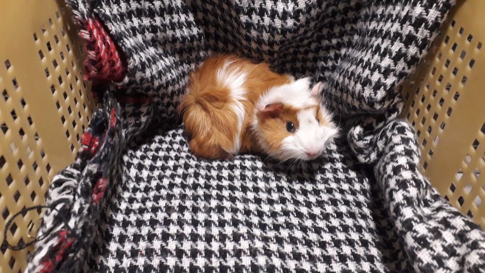 Морська свинка, розетка.