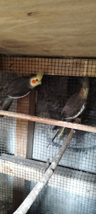 Caturras para  venda