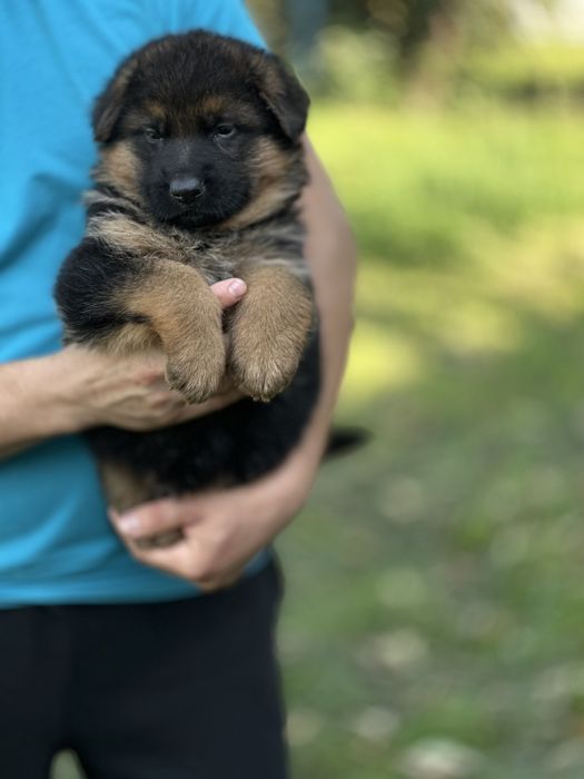 Цуценята німецької вівчарки з гарним темпераментом
