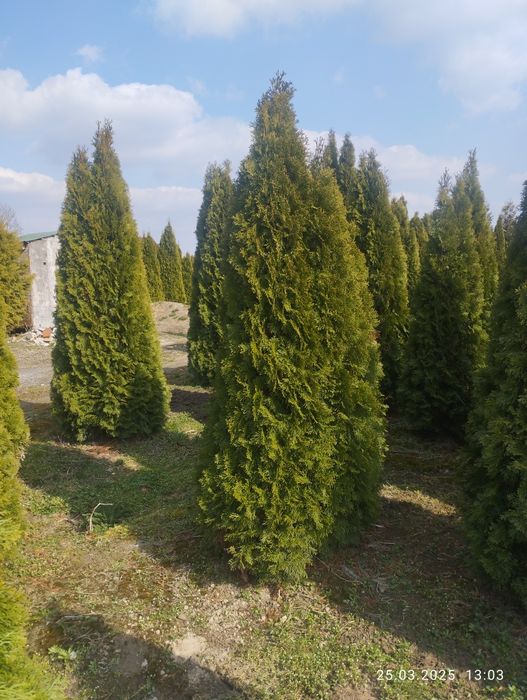 Sprzedam Tuja szmaragd