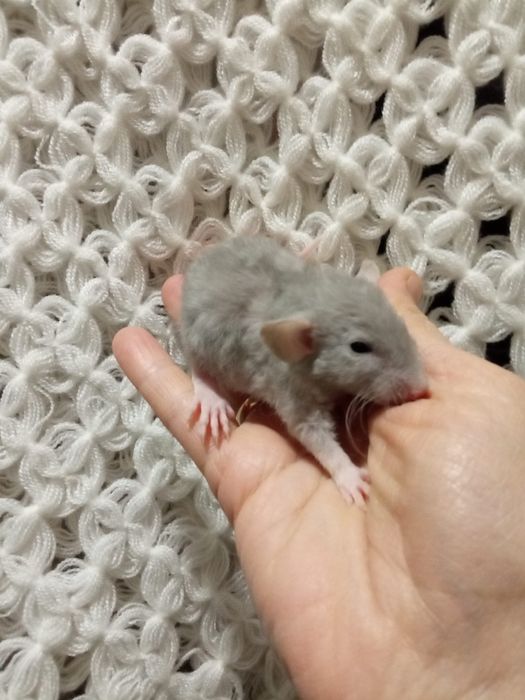 Крыски очень красивые Дамбо Рекс кучерявые крысята  Харьков крыса крис