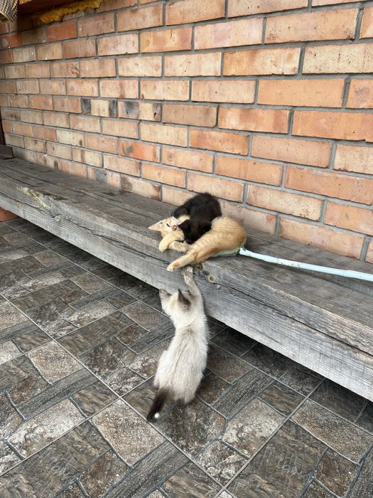 Котенята безкоштовно