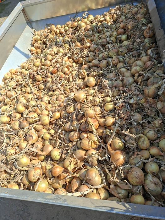 Cebula dymka, big bag