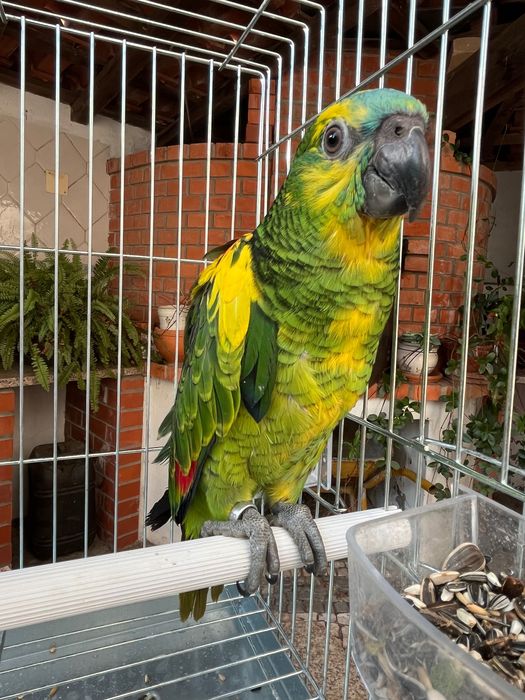 Amazonas Aestiva Xanthopteryx criados à mão com mais amarelo que o normal