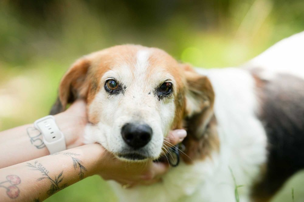Billy - spokojny i łagodny pies szuka kochającego domu!