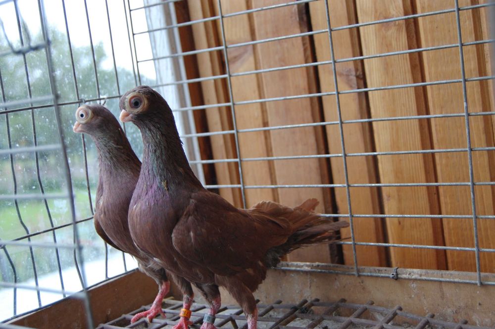 Gołębie ozdobne Maściuch Budapeszteński