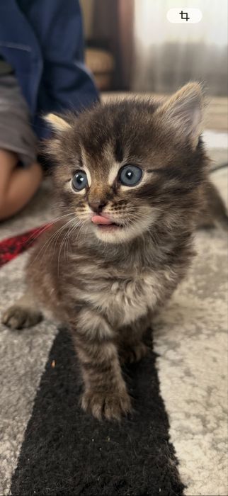 Кошенята у люблячі руки Луцьк