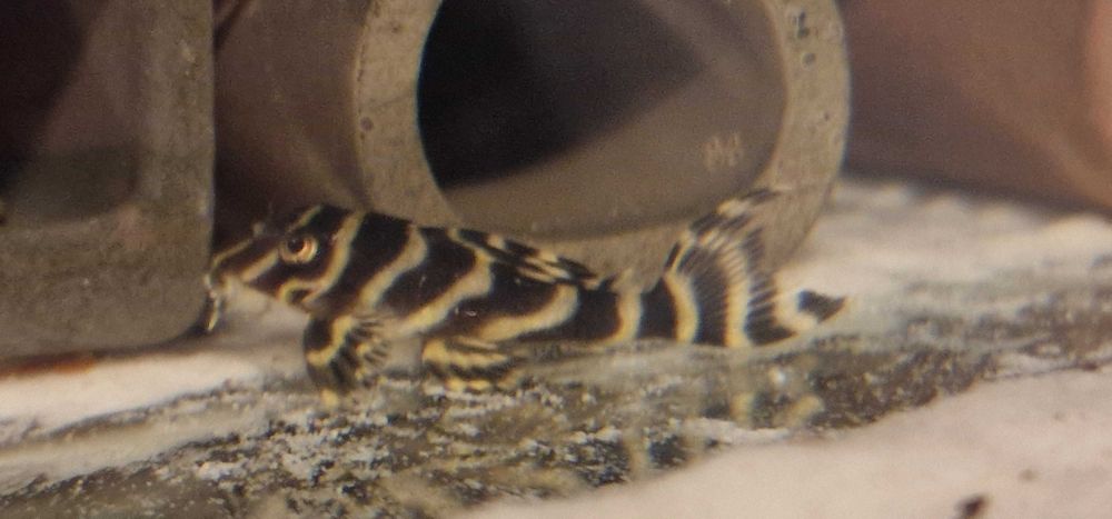 Zbrojnik Hypancistrus L333 Glonojad 3+ cm.