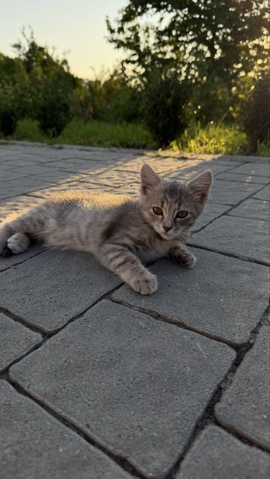 Віддамо в добрі руки
