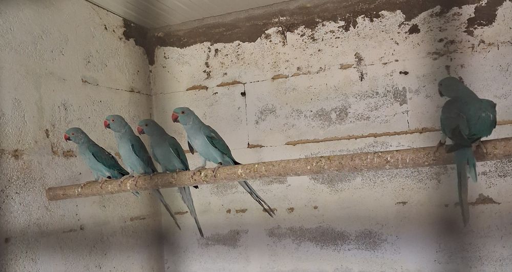 Ring necks azuis