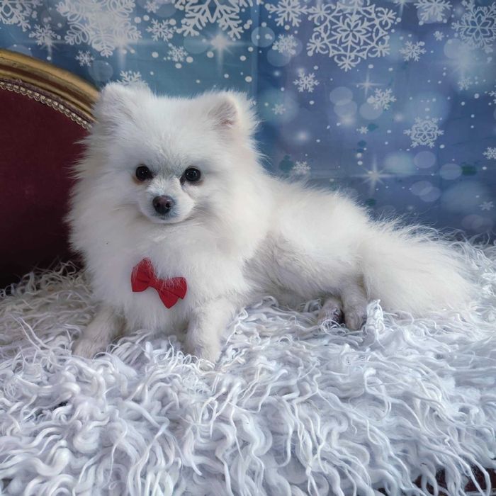 Szpic miniaturowy > młody samiec /paszport/szczepienia/kwarantanna .