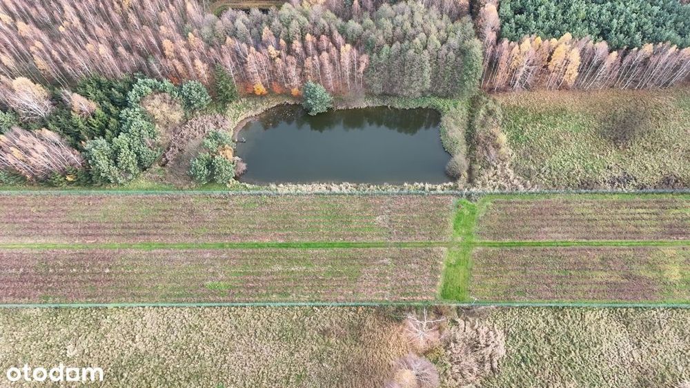 Działka inwestycyjna - uprawa borówek k.Kalisza