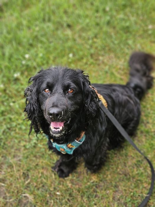 Bambo - czarny spanielek. Adopcja !