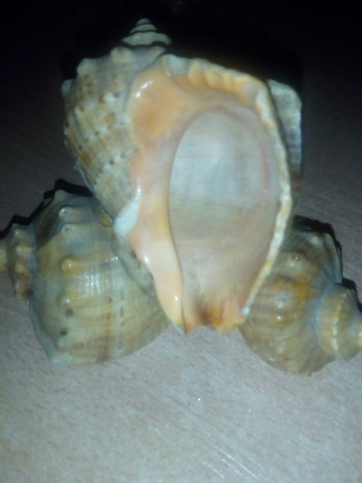 Раковины Ракушки Рапаны для Декора, для Аквариума,Подделки с ракушек