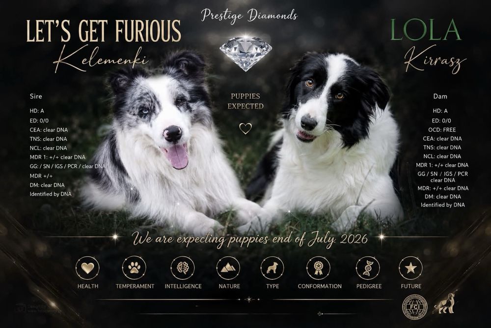 Suczka Heart of Gold BORDER COLLIE (FCI/ ZkwP)