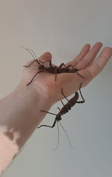 Straszyki filipińskie