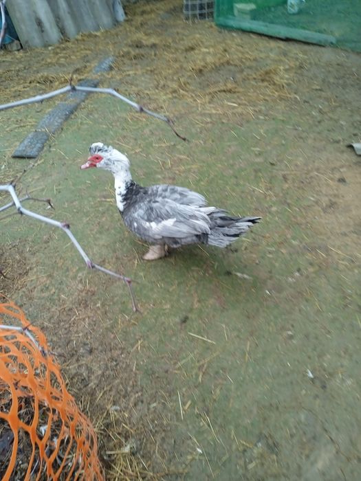 Продам семью уток:лавандовый крупный утак и  3 уточки