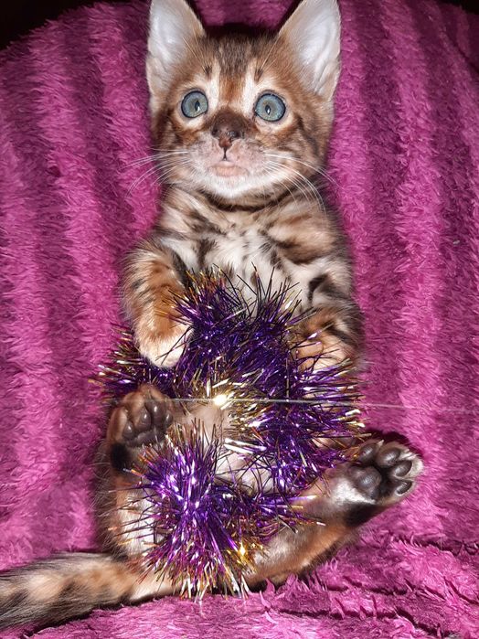 Новорічні бенгальчики в яскравих шубках. Всі BENn24