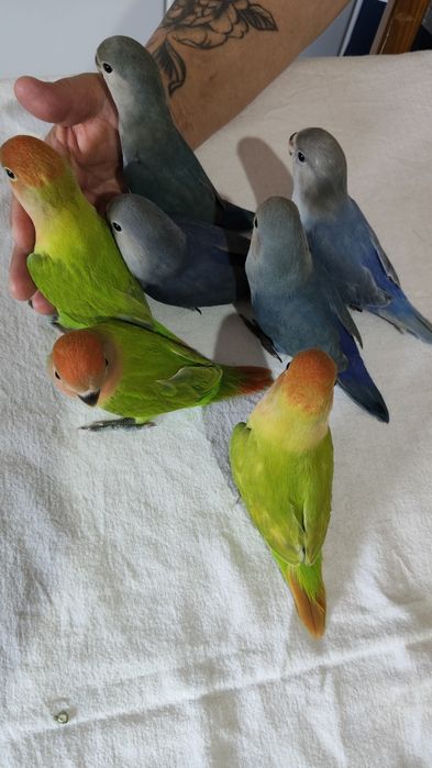 Agapórnis Domesticados e super meigos