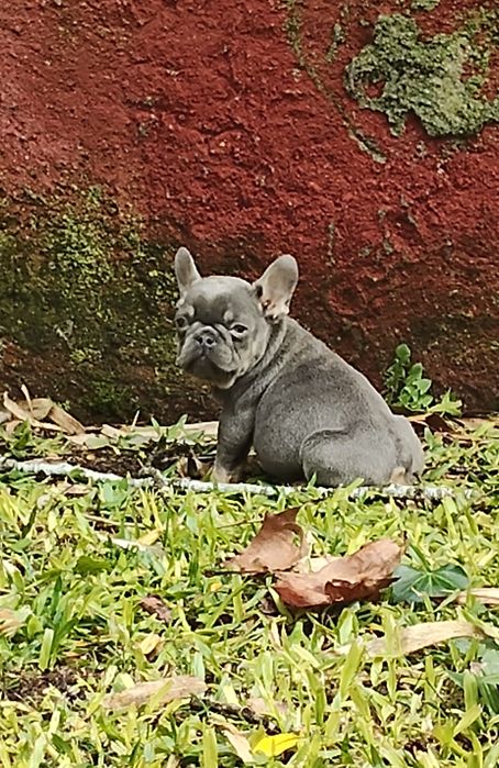 Bulldog Francês Lilac Tan