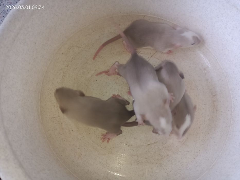 Крыски крисята милые декоративные Дамбо