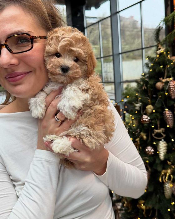 Śliczna Maltipoo z rodowodem