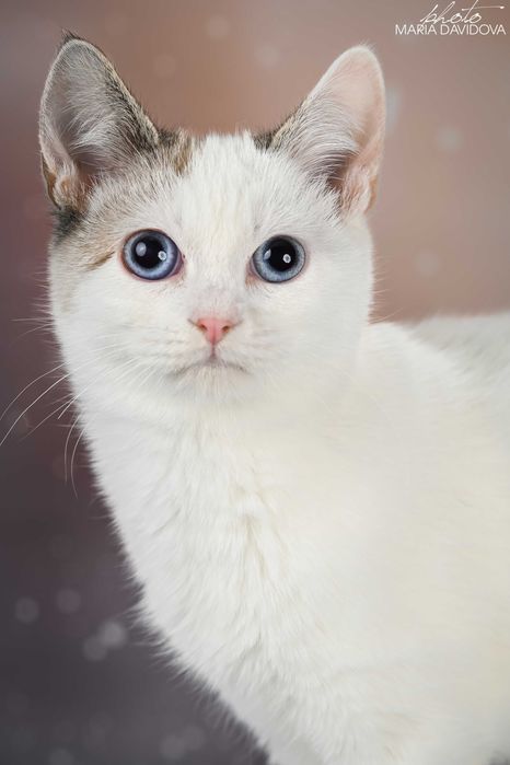 красивый котенок манчкин лонг