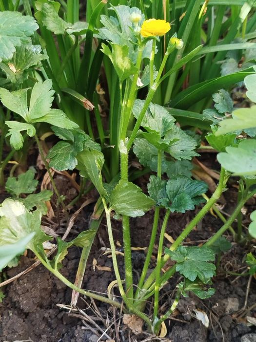 Лютики жёлтые, ранункулюс, садовые многолетние растения