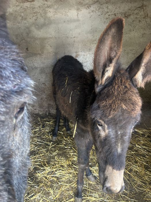 Vendo burro e sua cria