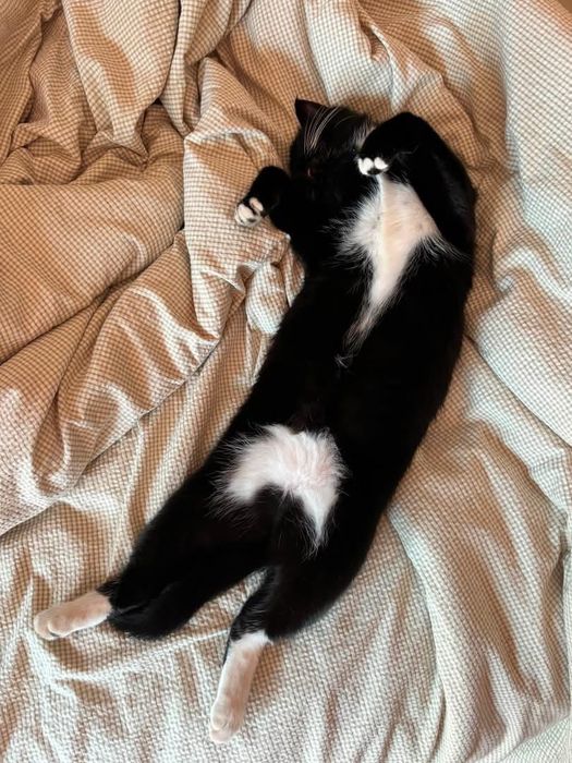 Cat for an adoption