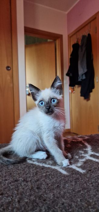 Gatinhos bebés para adoção