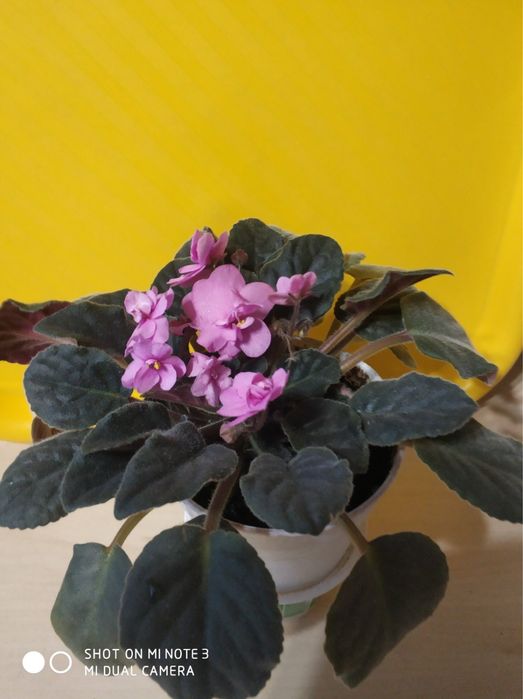 Фиалка шикарная