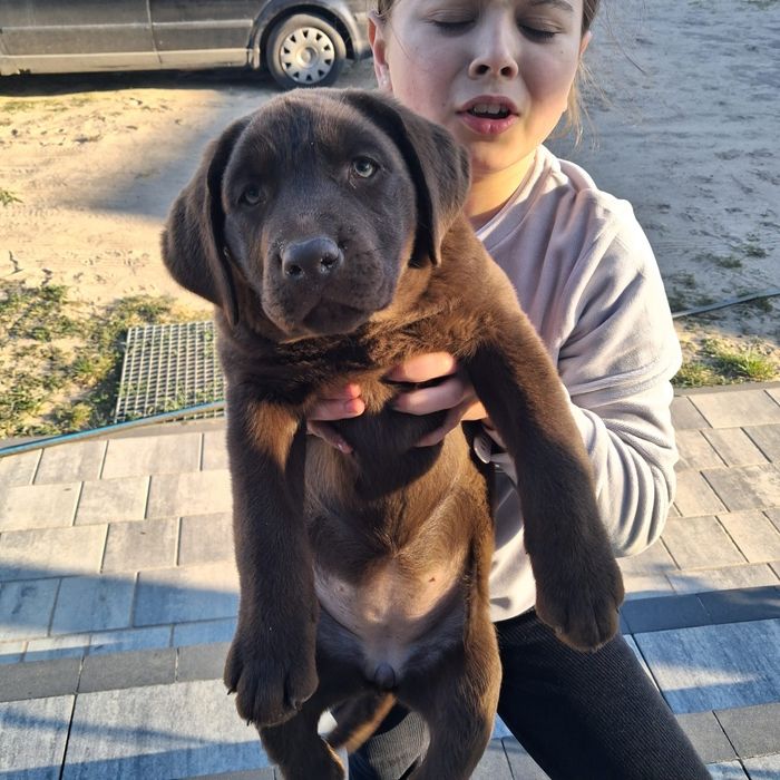 Oddam suczke lablador